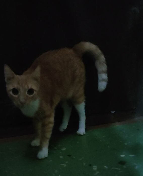 Кот, молодой, кастрирован