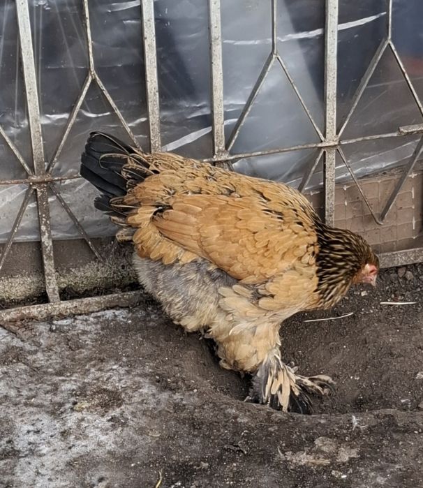 Tineret brahma trei bucăți