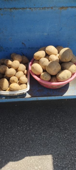 Продам домашнюю картошку