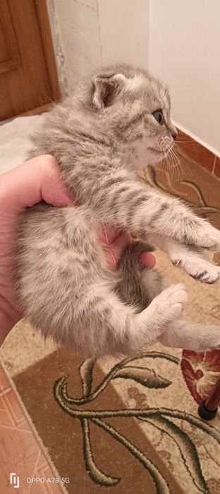 Шотландка девочка