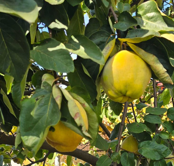 Gutui naturale : consum sau tuica
