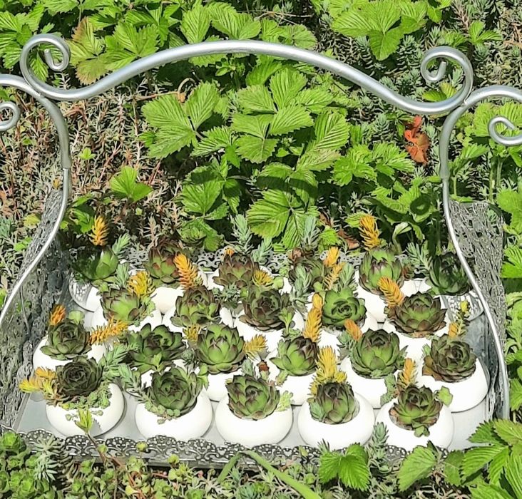 Marturii suculente . La fir de planta sau asamblate