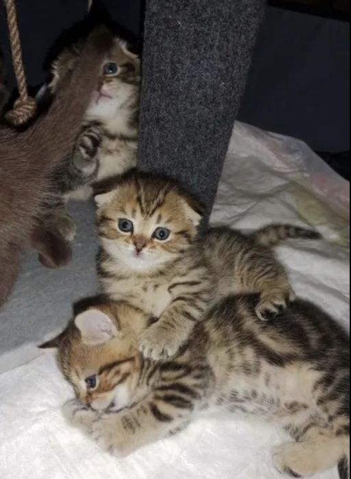 Шотландские котята