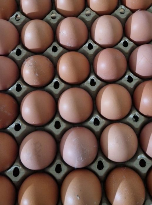 Plymouth Rock . 5 lei /buc.Ouă pentru incubat.