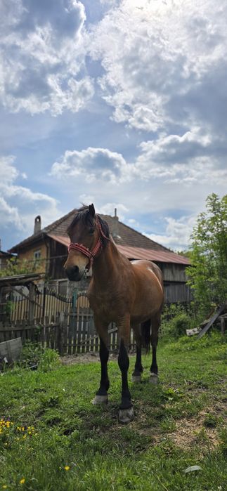 Cal de vanzare sănătos si ingrijit