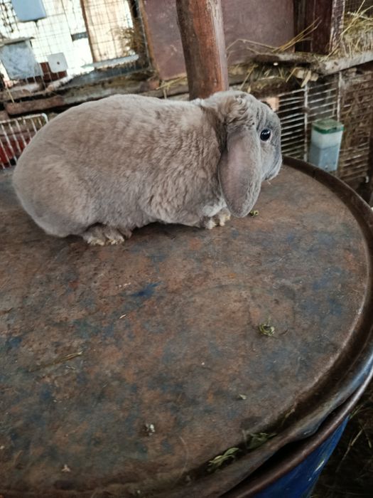 Berbec Rex pitic albastru și izabel