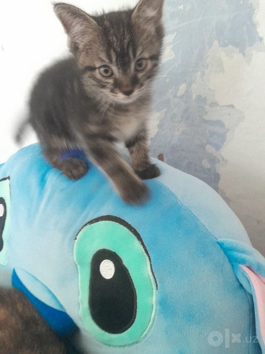 Котята бесплатно в надёжные руки