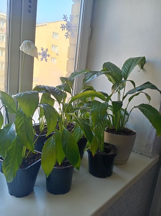 Продам комнатный растения