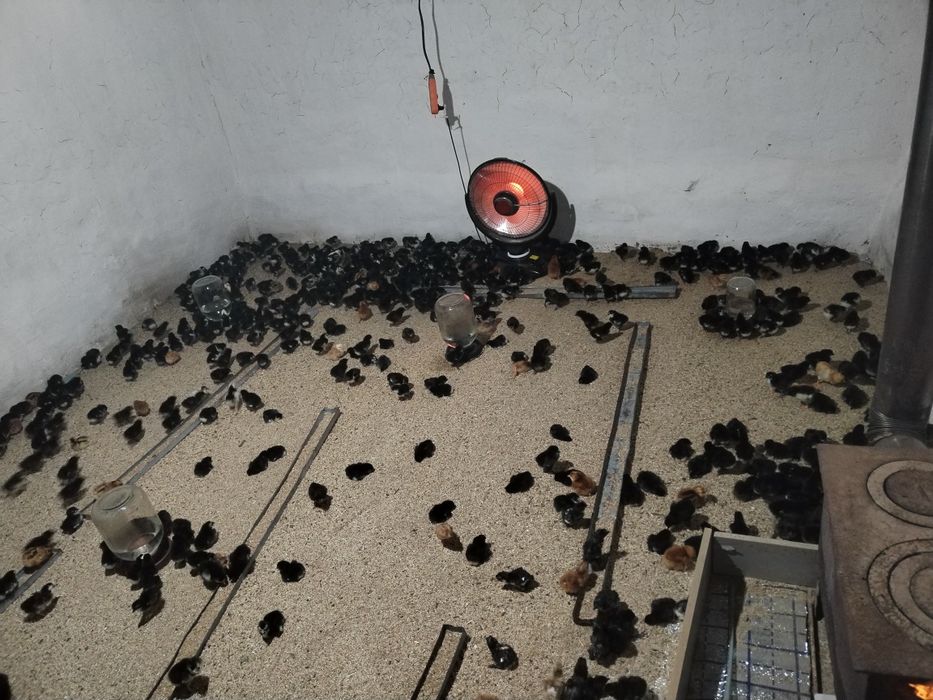 Andijon qora tovuq jojalari