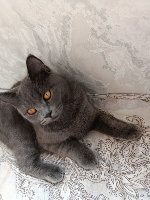 Вислоухие котята