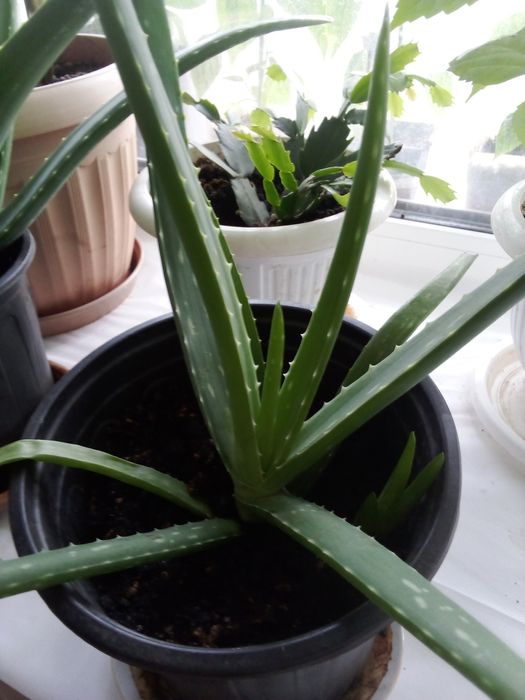 Алоэ Вера цветок