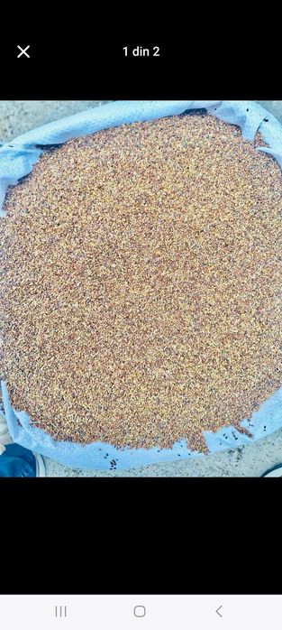 Vand semințe de lucernă