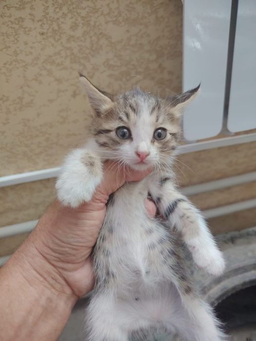 Котята, бесплатно