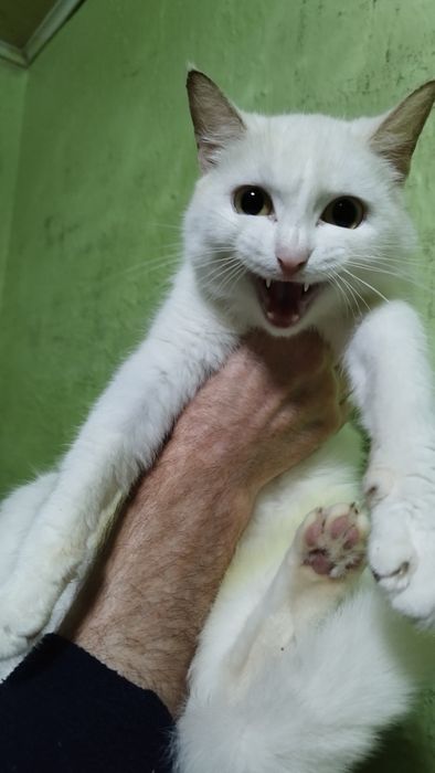 Отдам в добрые руки