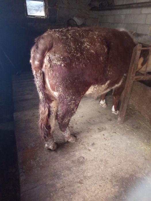 Корова возраст 4-5 лет