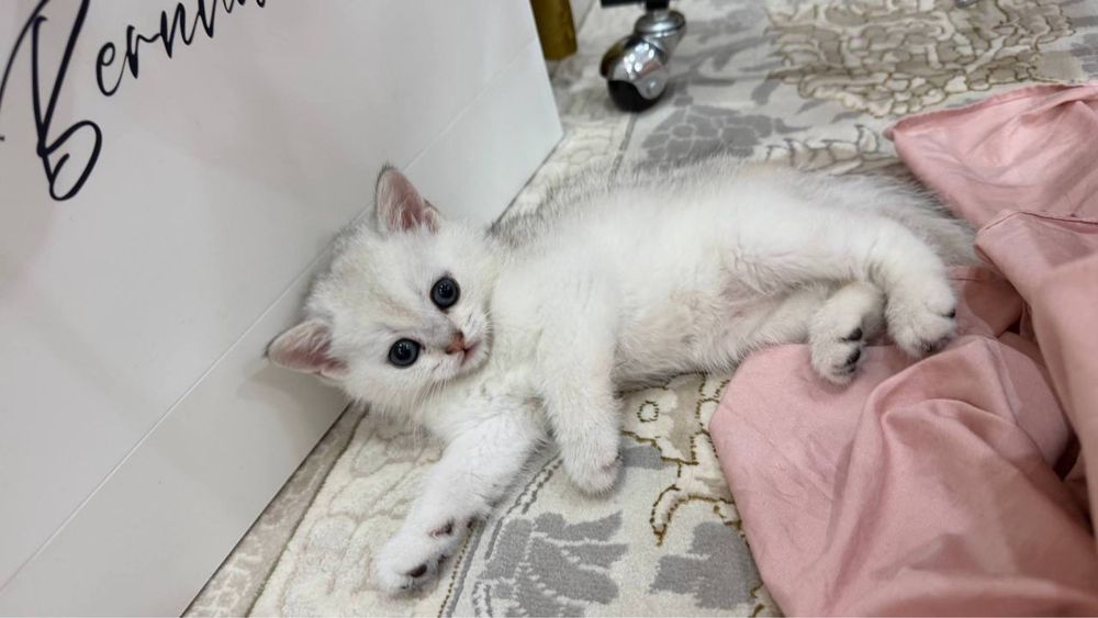 Котята Британской шиншилы