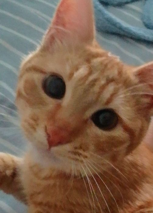 Срочно продаётся кошечка