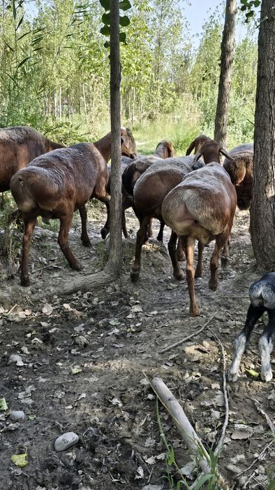 Куйлар 65-70 кг дан бошланади