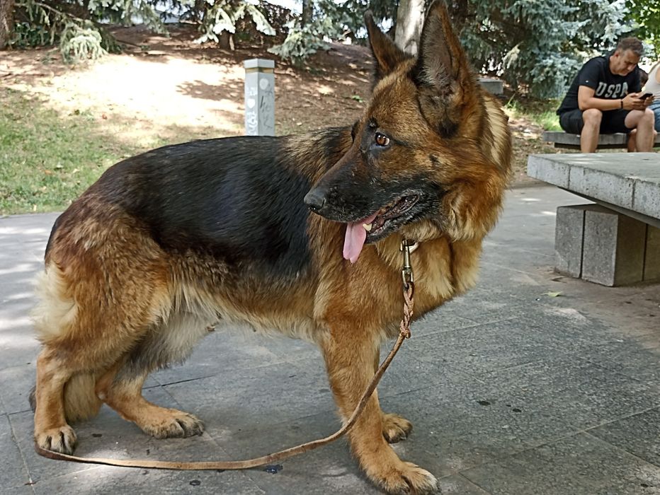 Vînd femelă CG. foarte frumoasă cu pedigree .