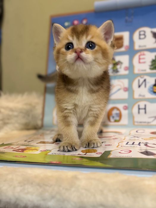 Срочно продаются котята Шиншила