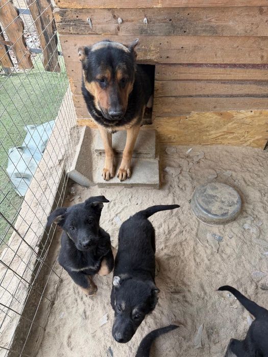 Щенки восточноевропейская овчарка