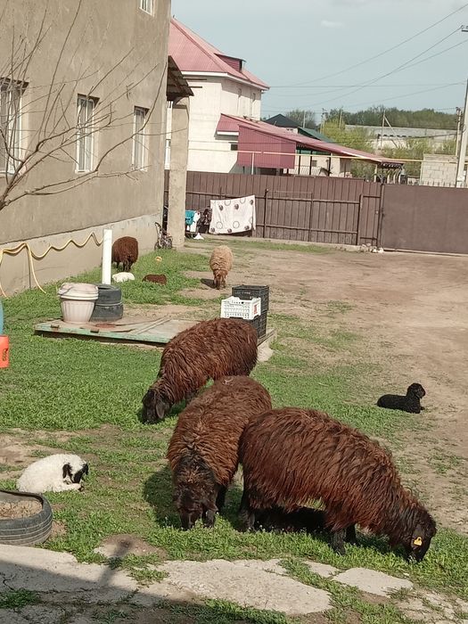 Қозылы қой сатылады