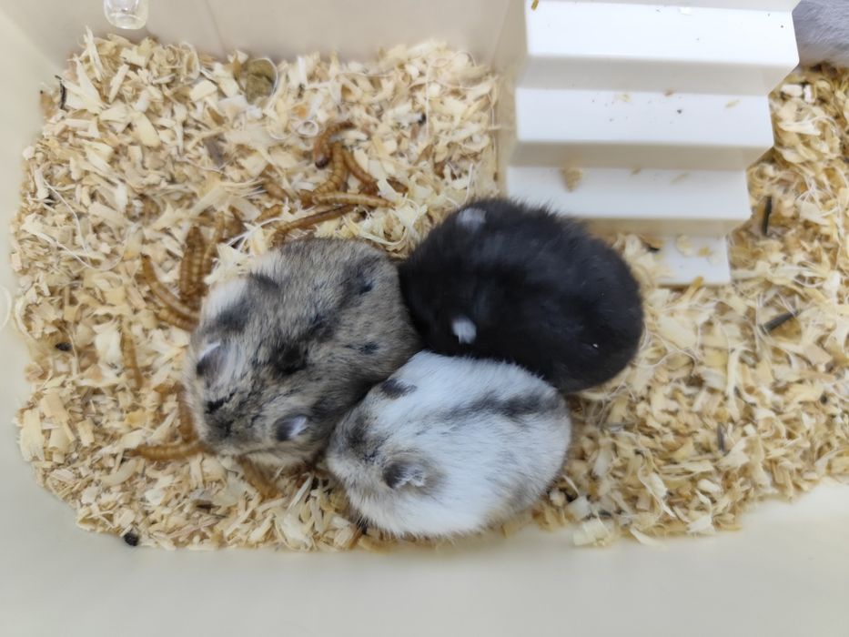 4 pui de  hamster