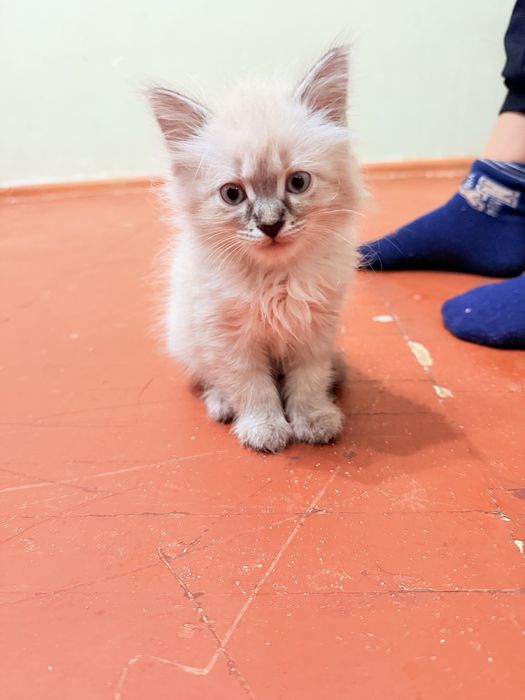 Отдам котенка вислоухая Белая