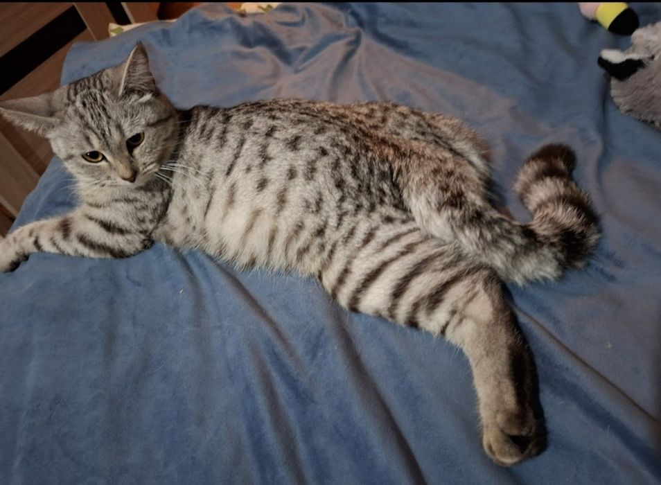 Передержка как дома