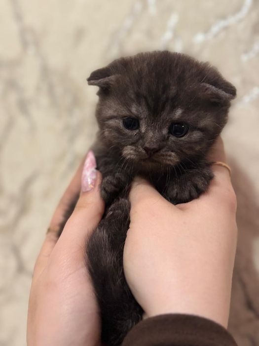 Шотландские вислоушки