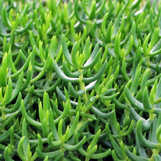 Крассула тетрагона (Crassula tetragona) — 20 см