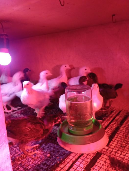 Adler jojalari sotiladi 25 mindan