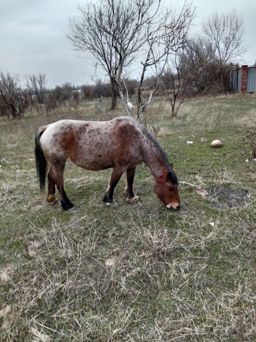 Советская тяжеловоз,