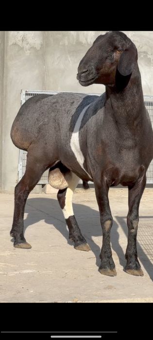 Qoy qoʻchqor qassob bor 24/7