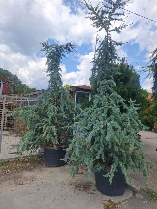 Vând plante ornamentale și livrez