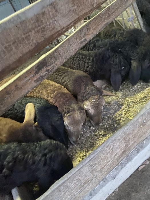 Qoy qochqorlar sotiladi