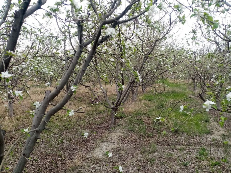 Hovli sotiladi. Navbahor tumani