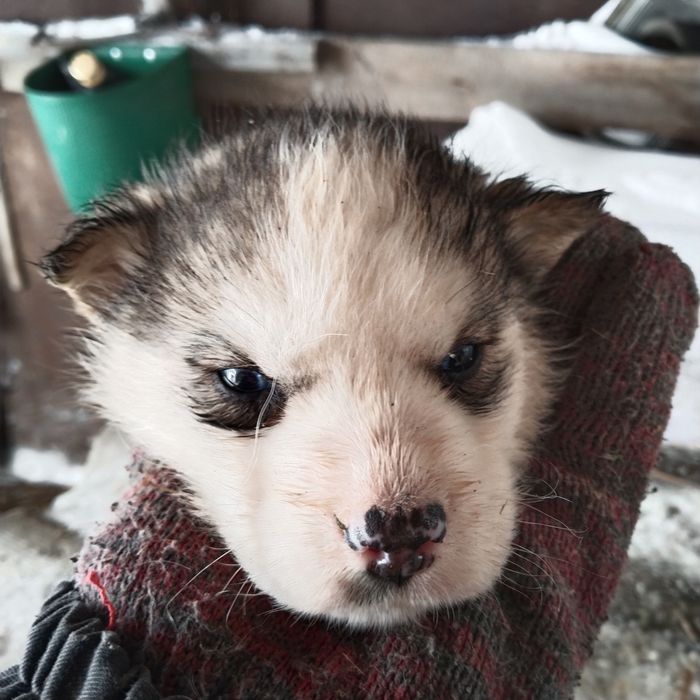 ХАСКИ щенки А55...А&