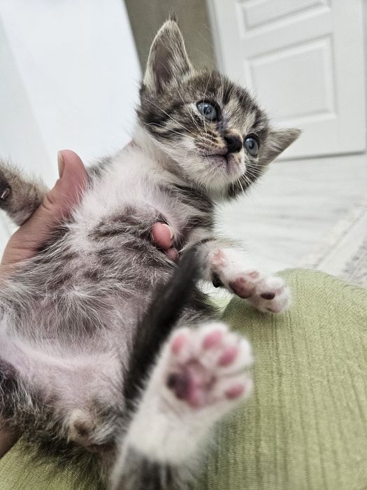 Котенок бесплатно