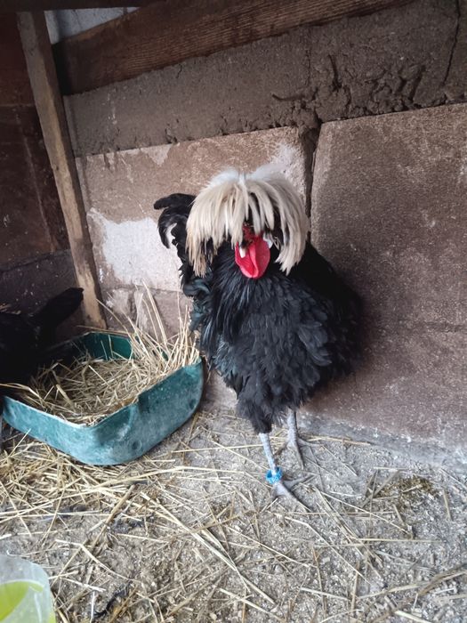 Pereche moțată olandeză