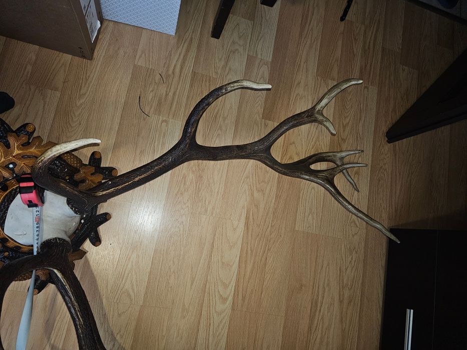 REDUCERE Trofeu coarne cerb 8 raze 135 cm cu panoplie sculptată manual