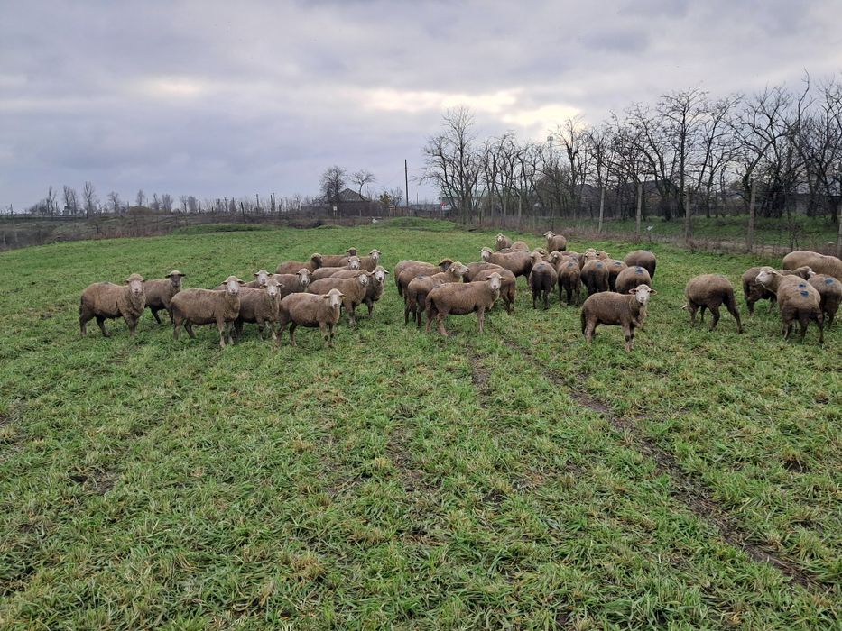 Vând oi Ulmu Braila