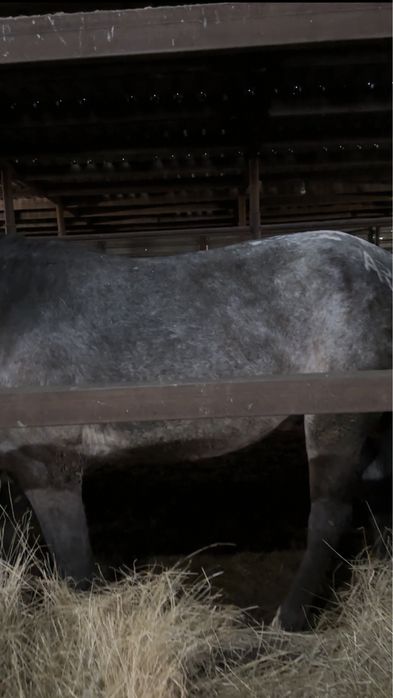 Донен жирный откорм 3 месяца