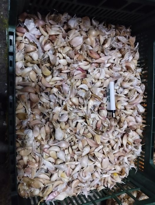 Usturoi pentru păsări!! Antibiotic natural de dat la păsări