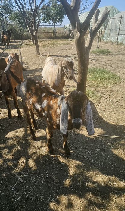 Tapi anglonubieni de vânzare
