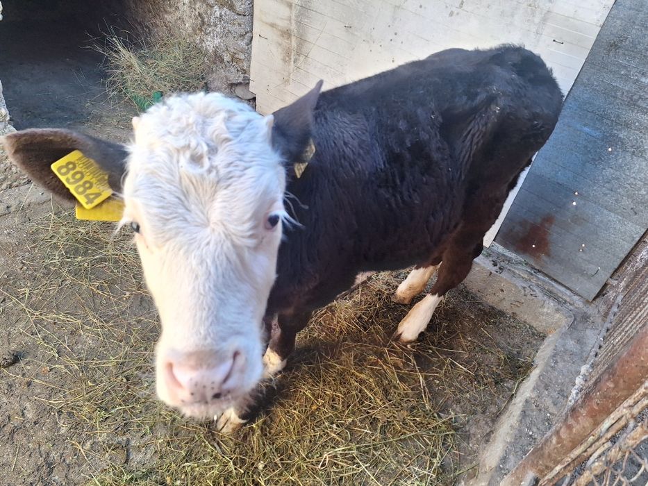 Vând vițică de 3.5 luni