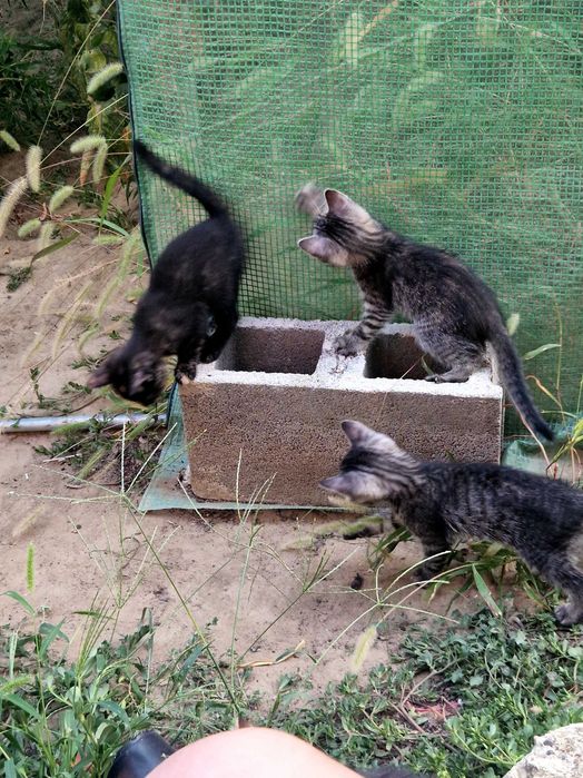 Подарявам котета