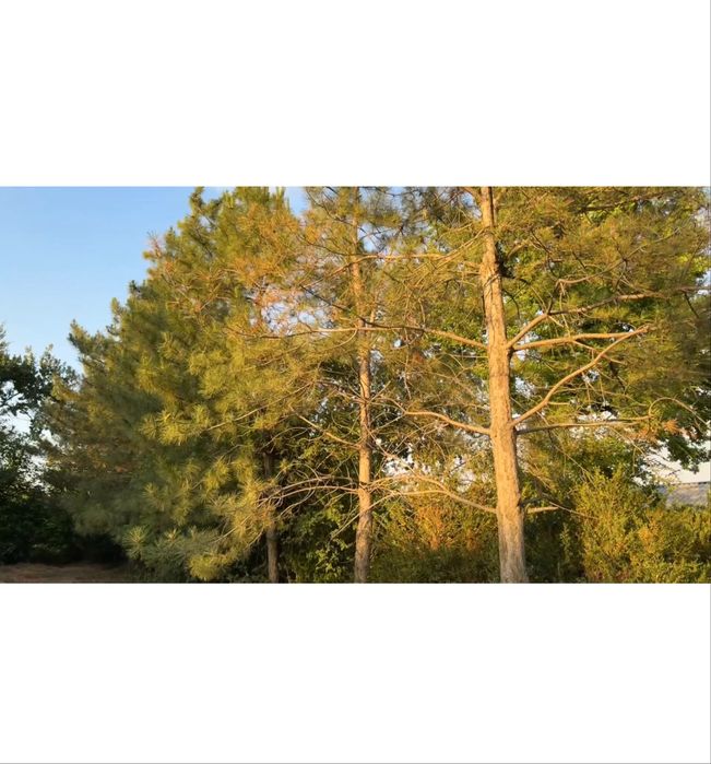 СРОЧНО! Продается Земельный участок