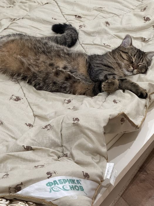 Кот Тимо, 2 года