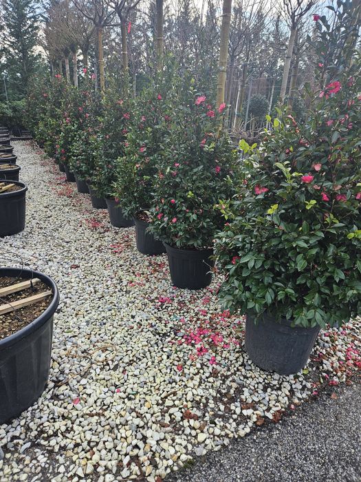 Maslin leilandy cycas bonsai spirale